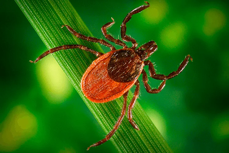 Приглашаем на вакцинацию от клещевого энцефалита