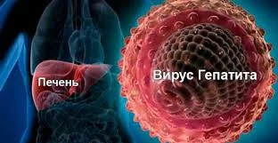 Гепатит С