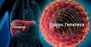 Гепатит С