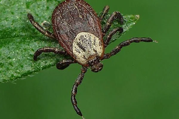 В регионе продолжается прививочная кампания против клещевого энцефалита В регионе продолжается прививочная кампания против клещевого энцефалита